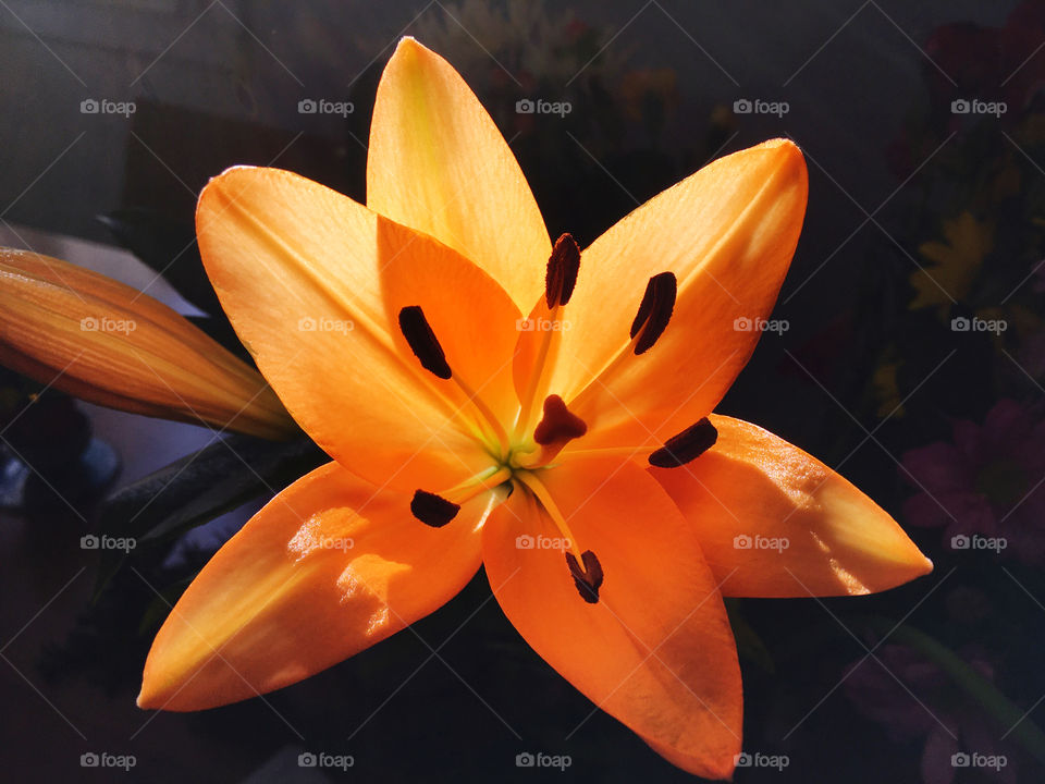 Flower lily 