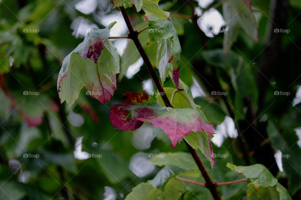 red leaf on a tree