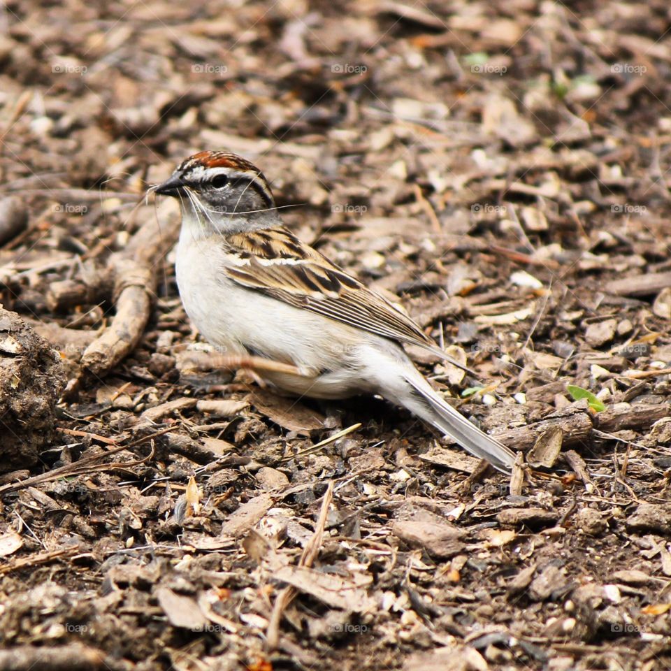 Elevated view of sparrow