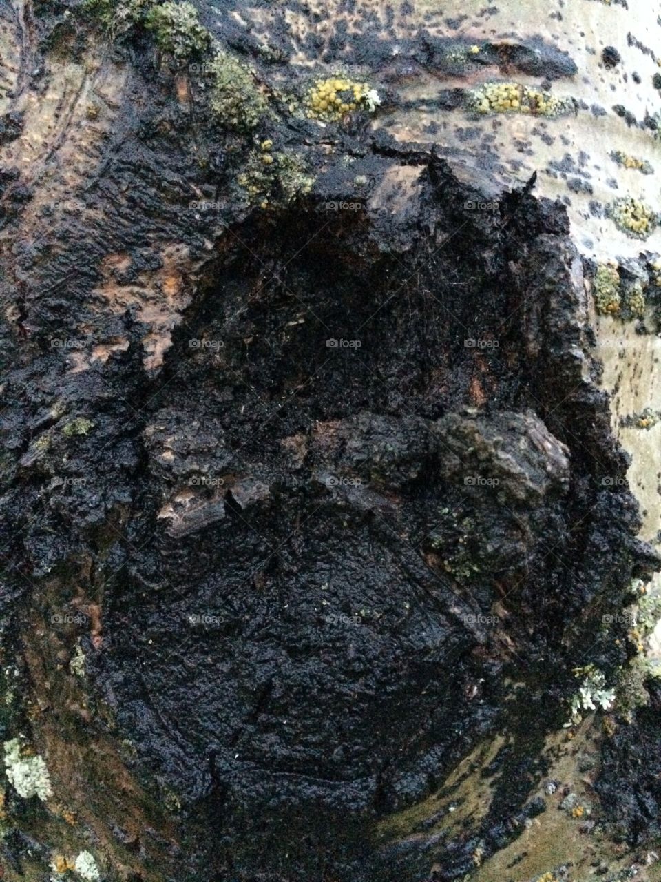 Knot on a poplar tree