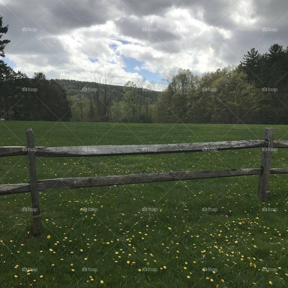 Fence, Landscape, No Person, Tree, Grass