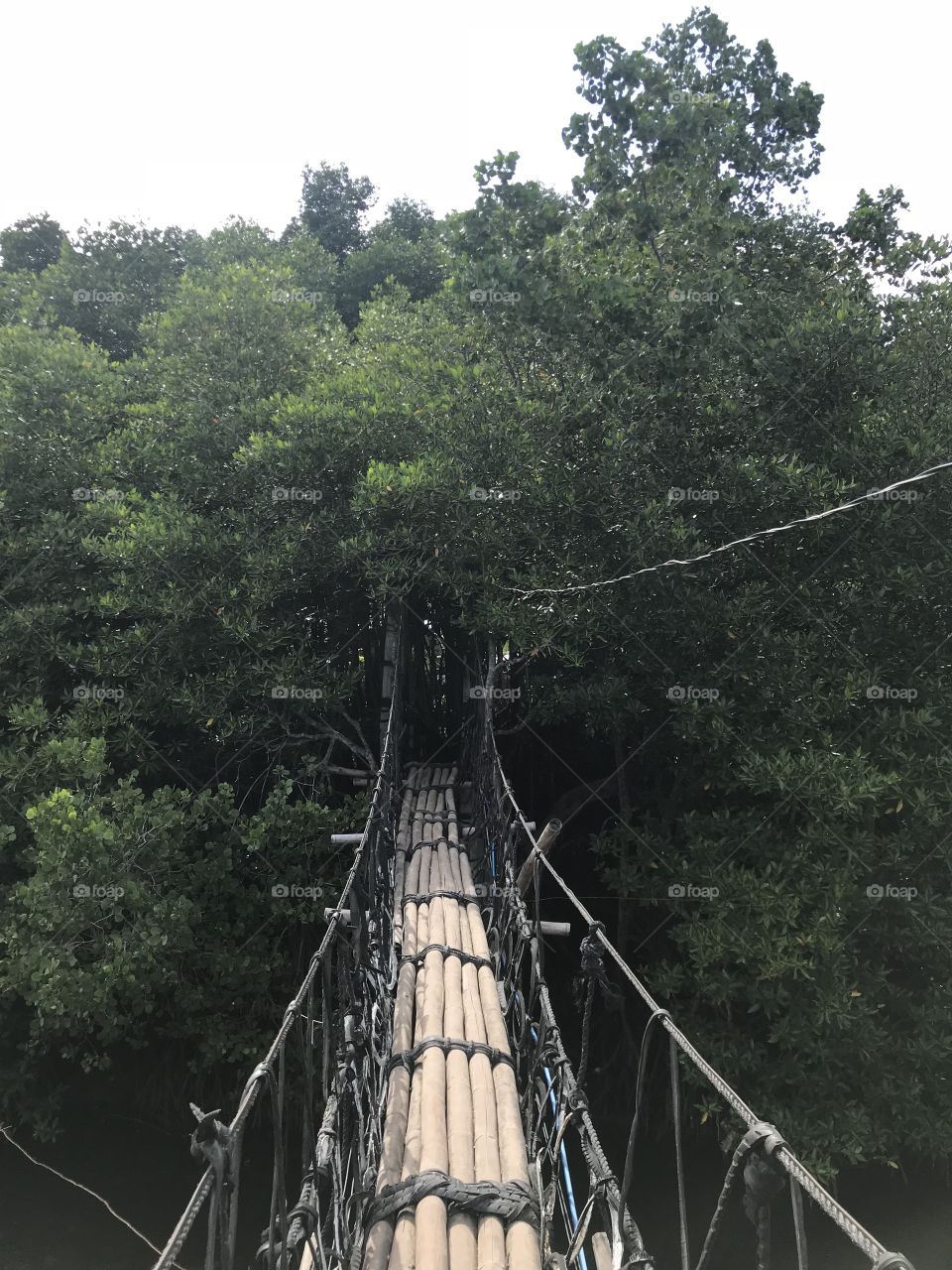Bridge to the woods
