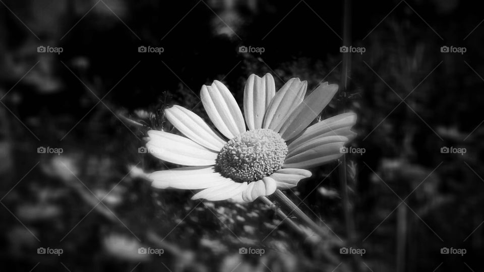 Blooming beautiful wild white flower
in closeup in black nature#monochrome
