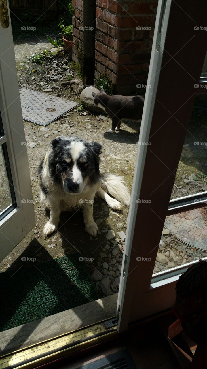 Please let me in,  but not the cat...