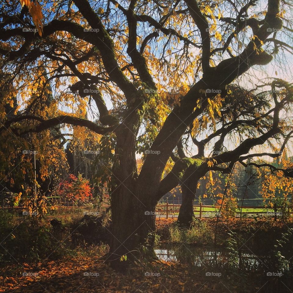 Autumn tree