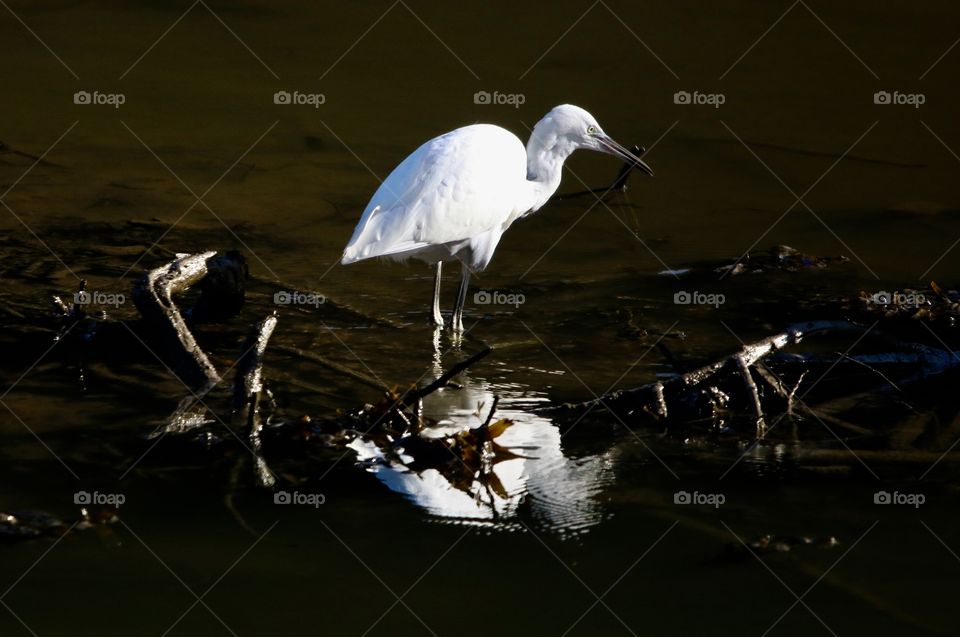 Egret 