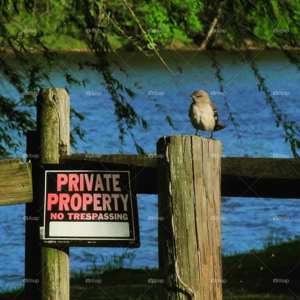 bird sitting on legal side fence post