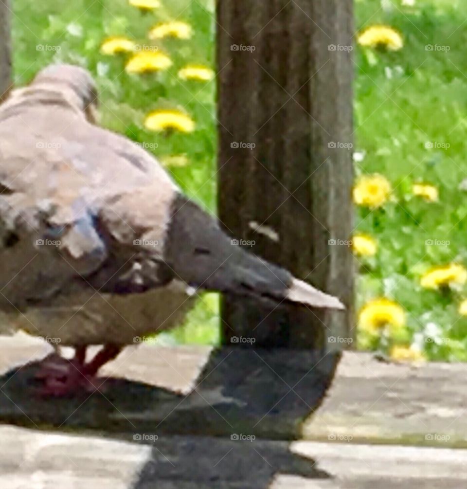 Feathered Mourning dove checking out t my wood deck in sunshine
