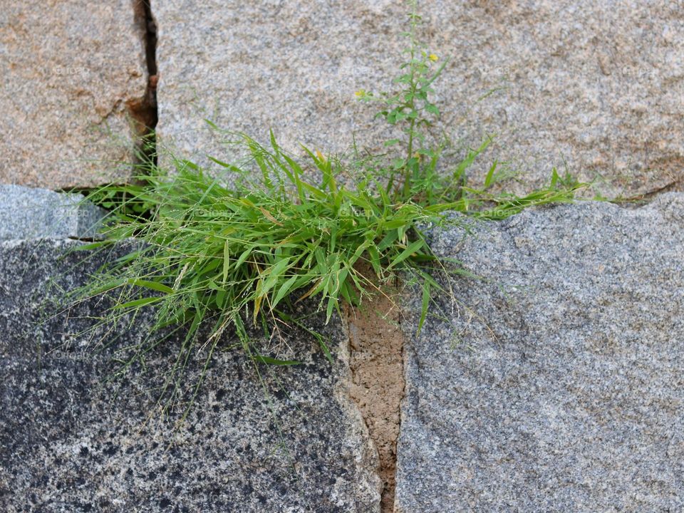 plant from stone