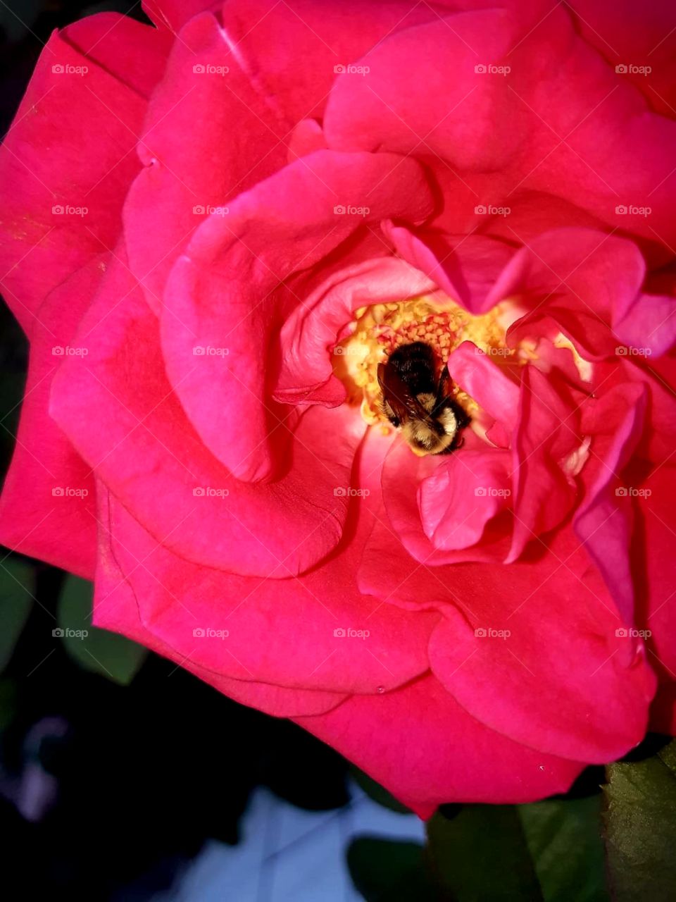 Honey Bee in rose