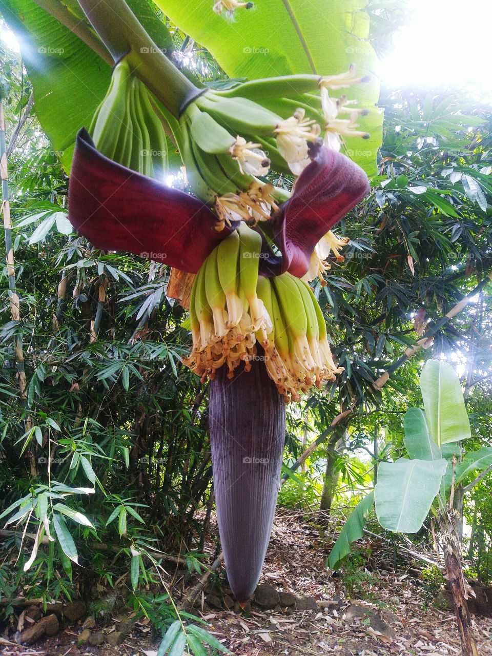A banana tree that is bearing fruit, some of the flowers are blooming