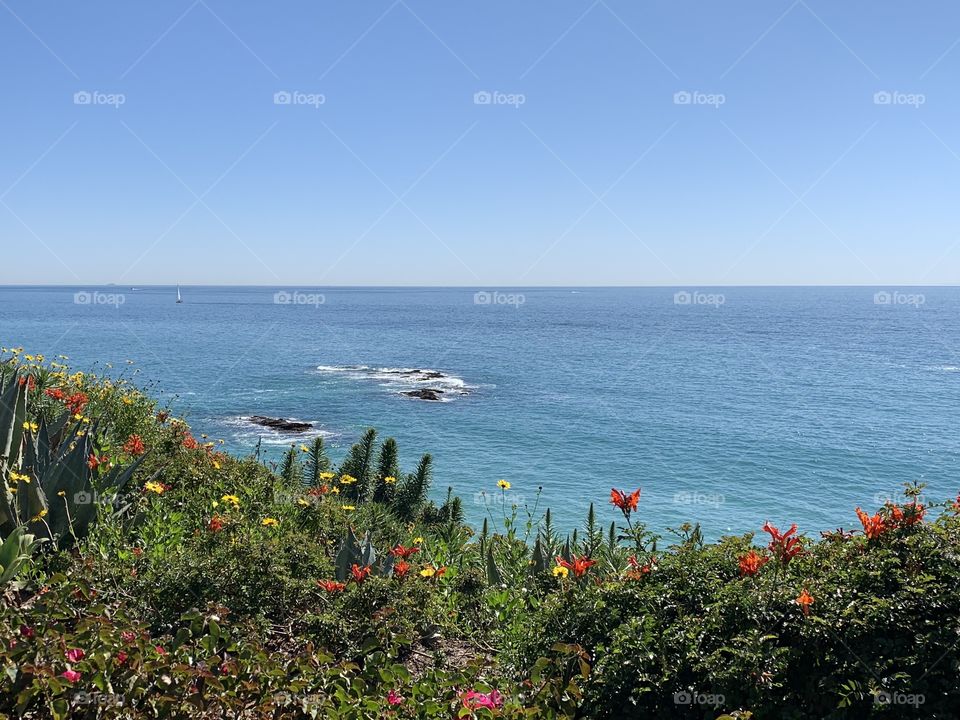 A view of the Pacific Ocean from a trail above behind flowery bushes on a clear sunny day. 