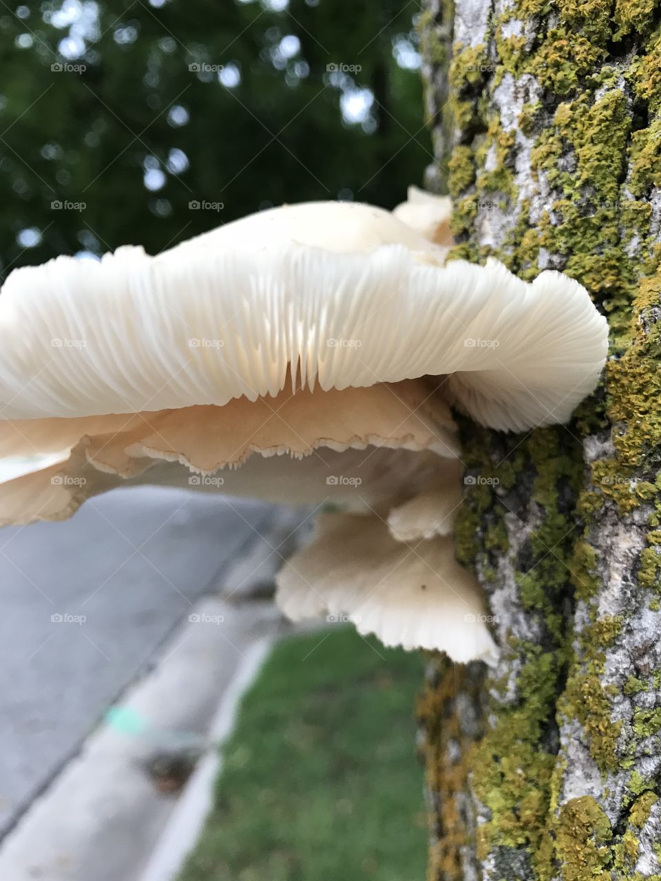 Tree fungi 