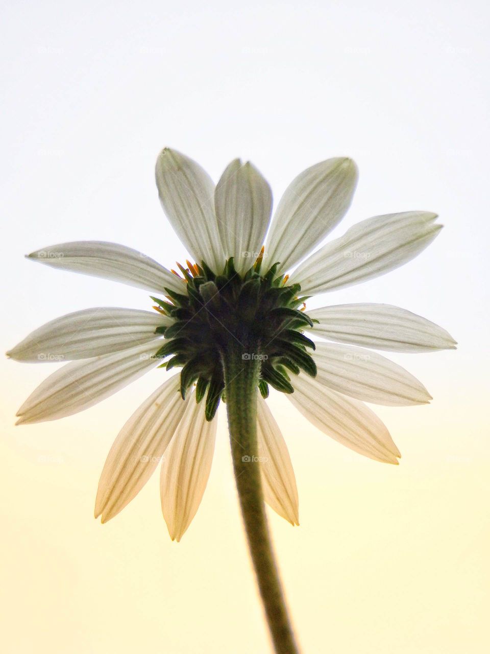 A single white coneflower against the sky 