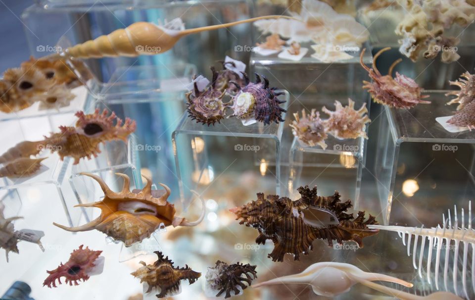 Sea shells collection 