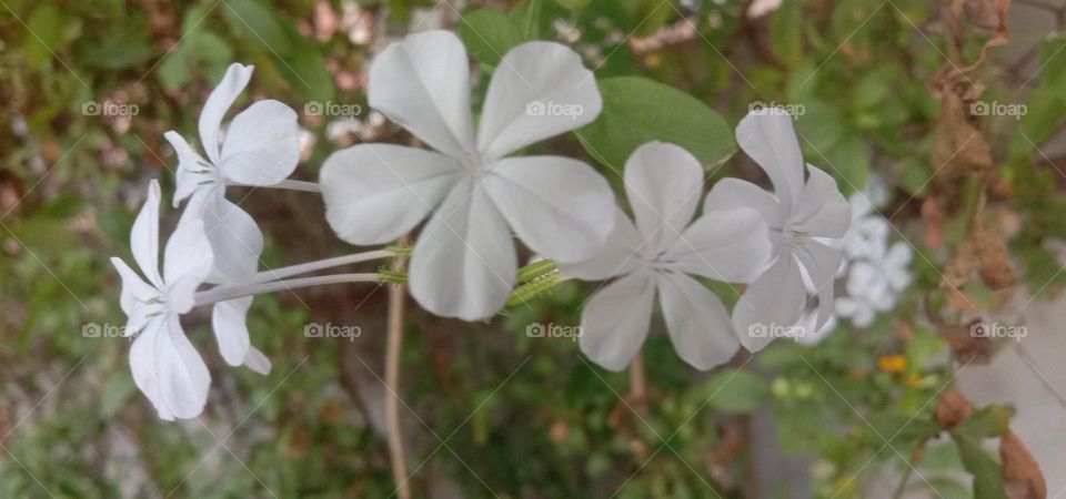 start shape white colour flowers