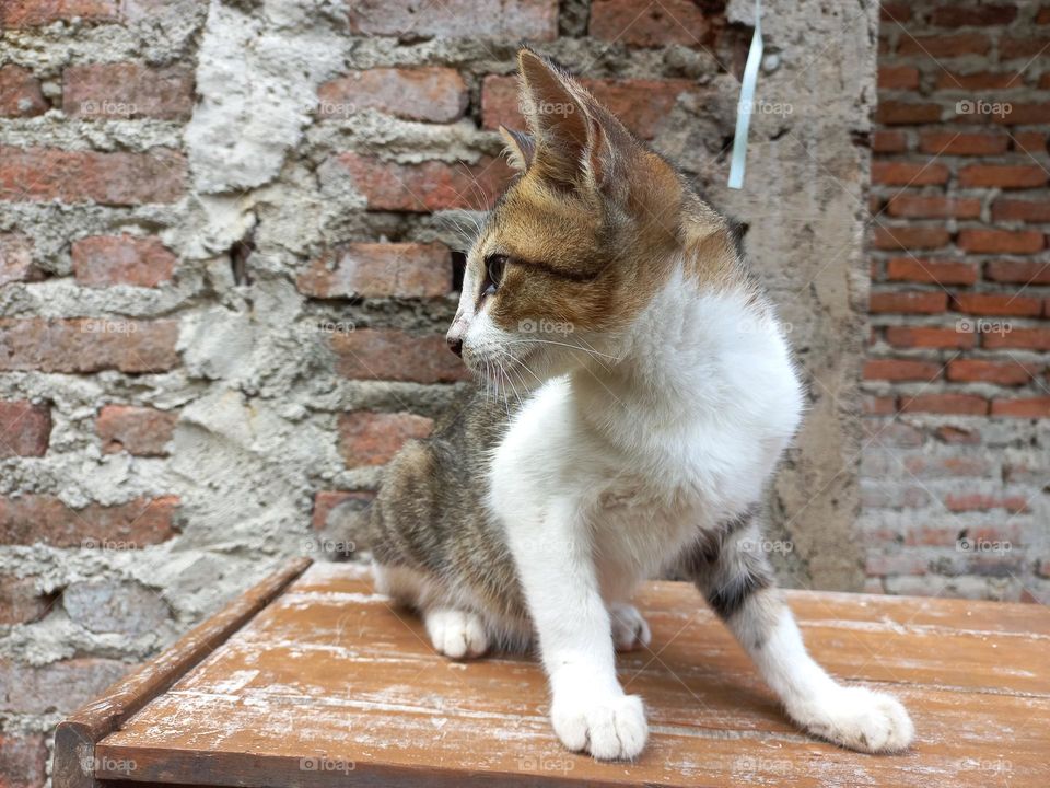 cute cat sitting on a board
