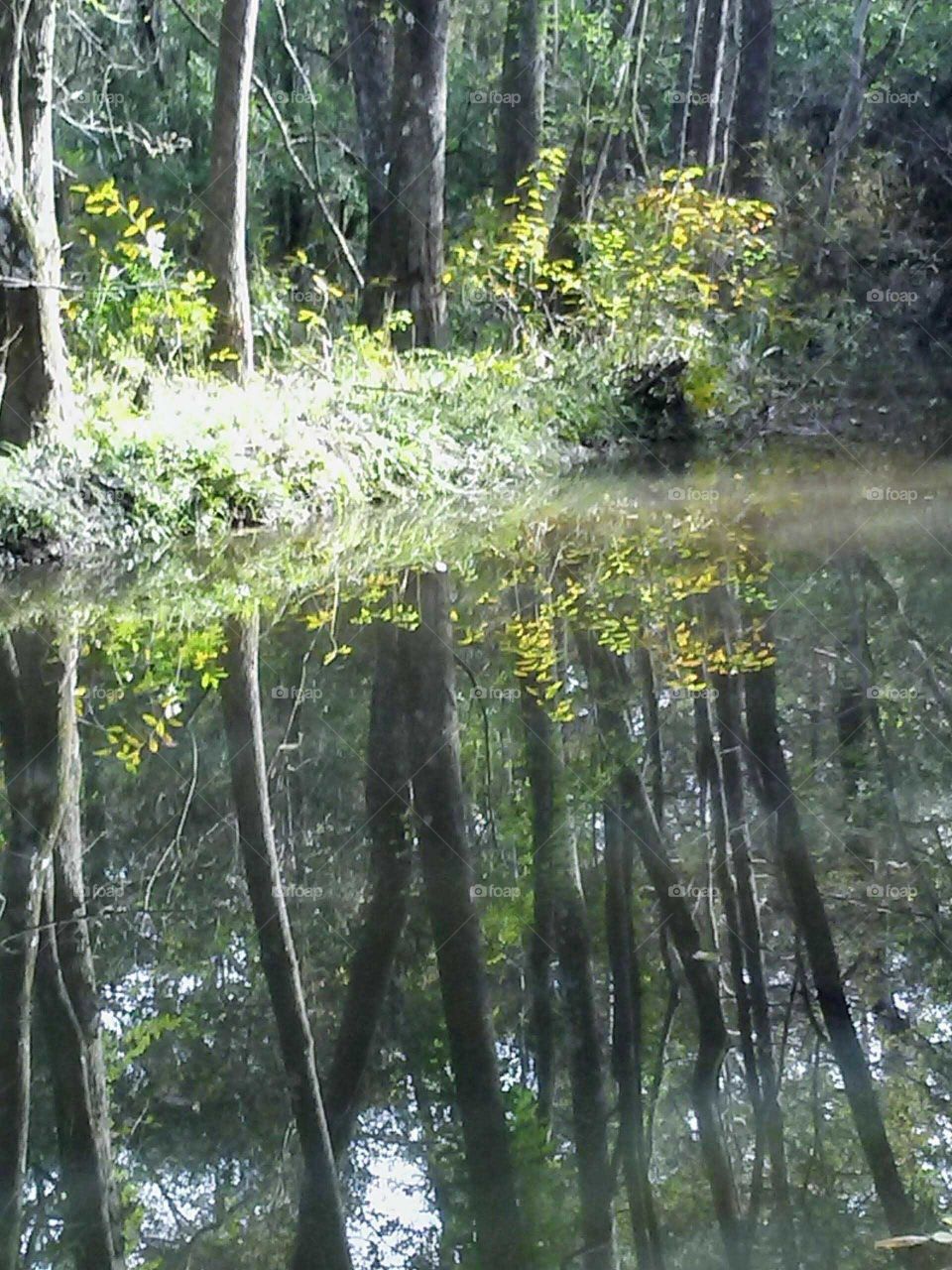 Bogolusa Louisiana Swamps