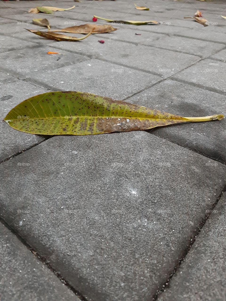 The fallen leaves of frangipani on the pavement