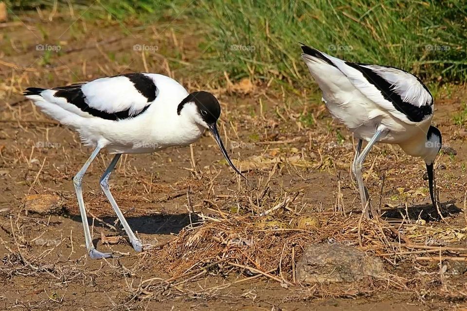 Two avocets looking for food on the edge of a pond