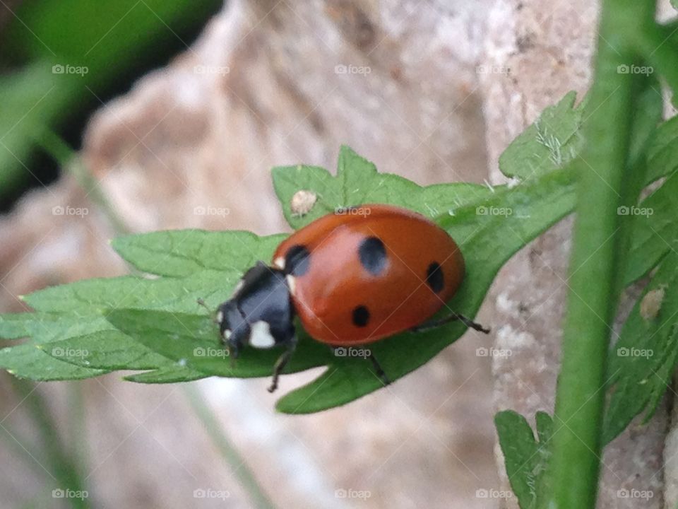 Ladybug