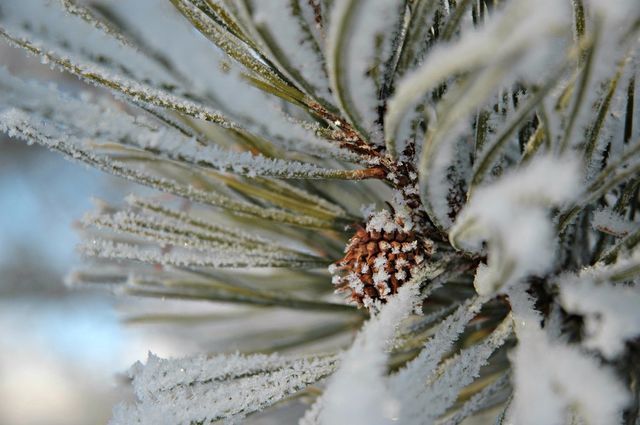 winter