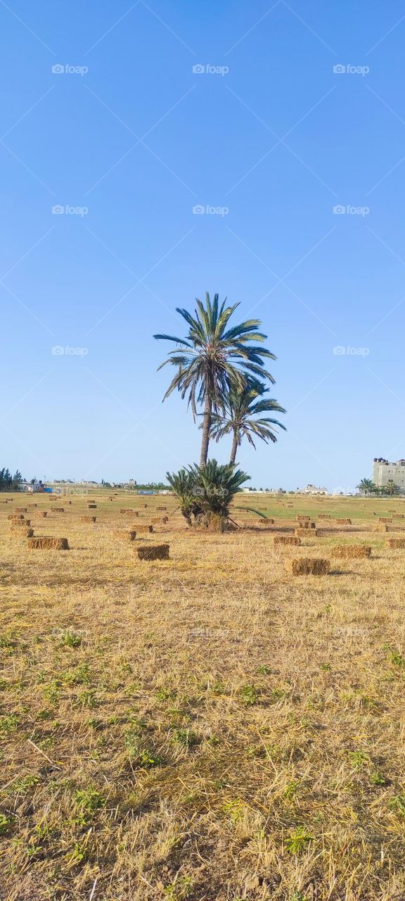 One of the most beautiful scenes of nature is palm trees