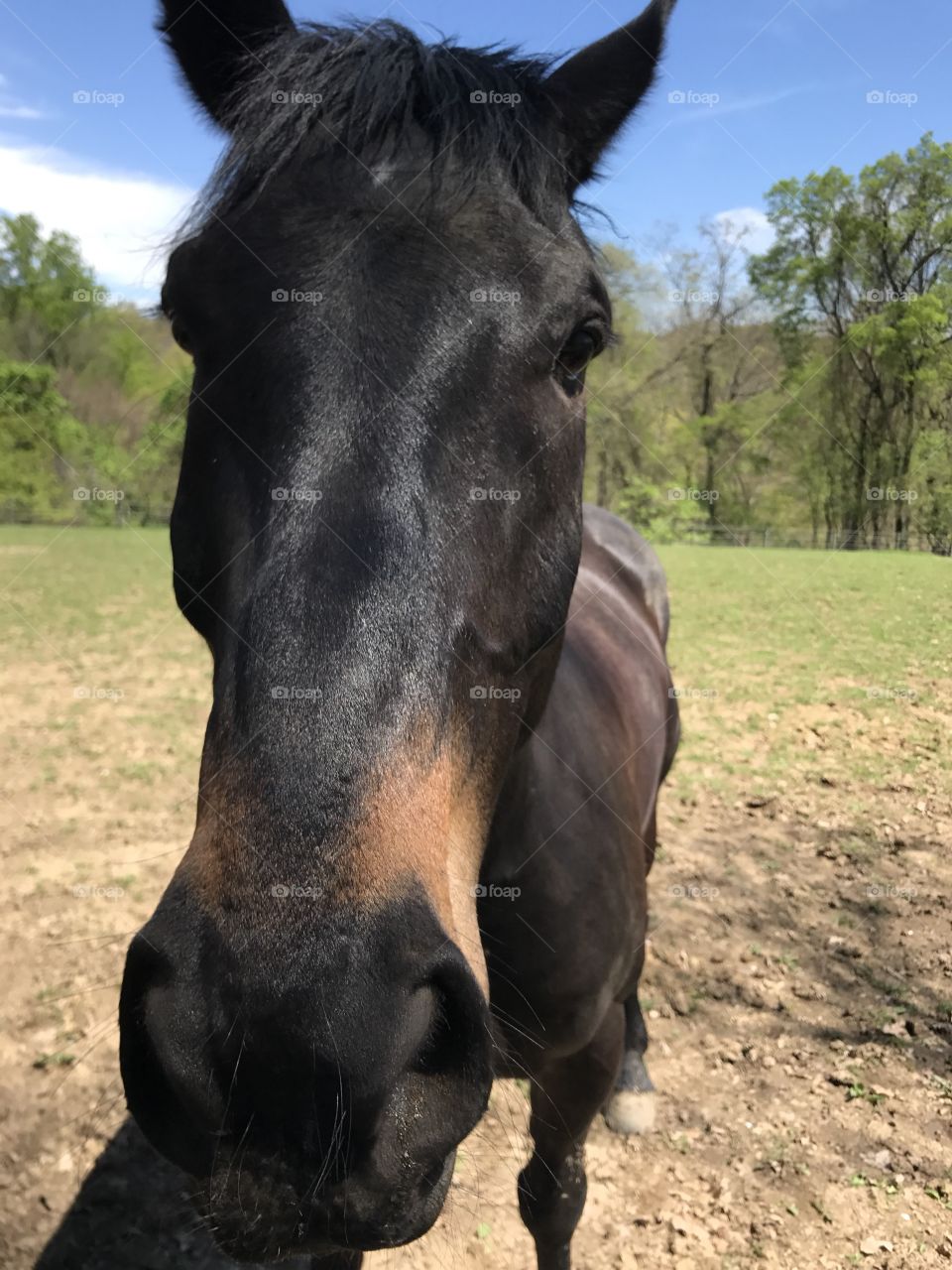 Magestic horse close up