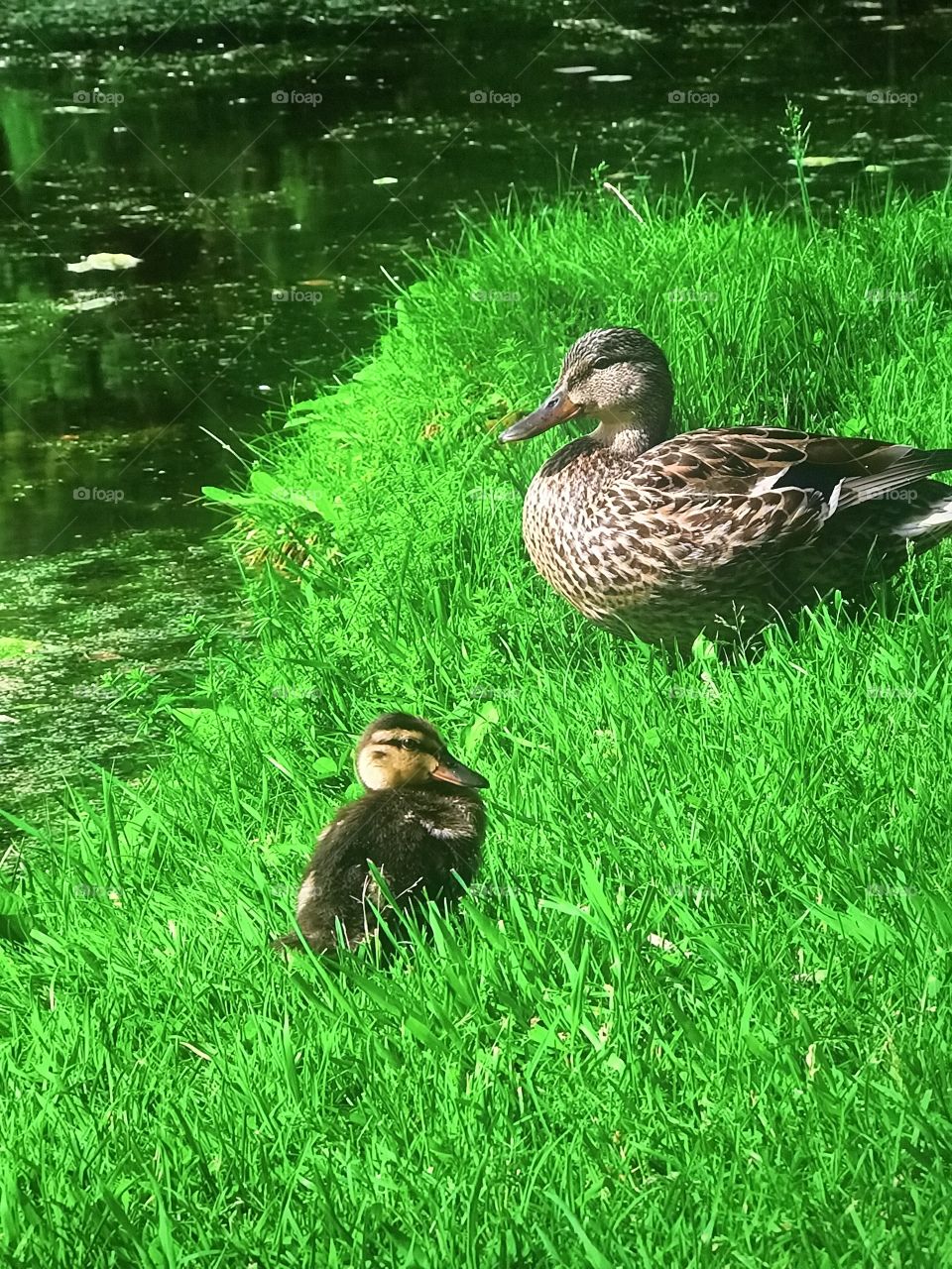 Wild Ducks family