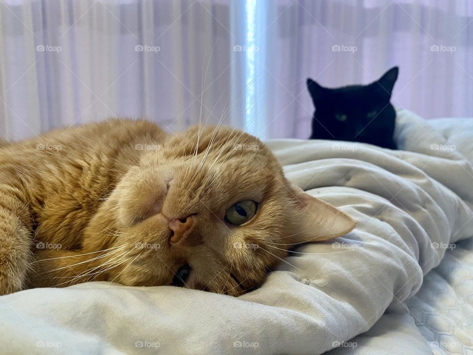 Two cats sleeping on a bed