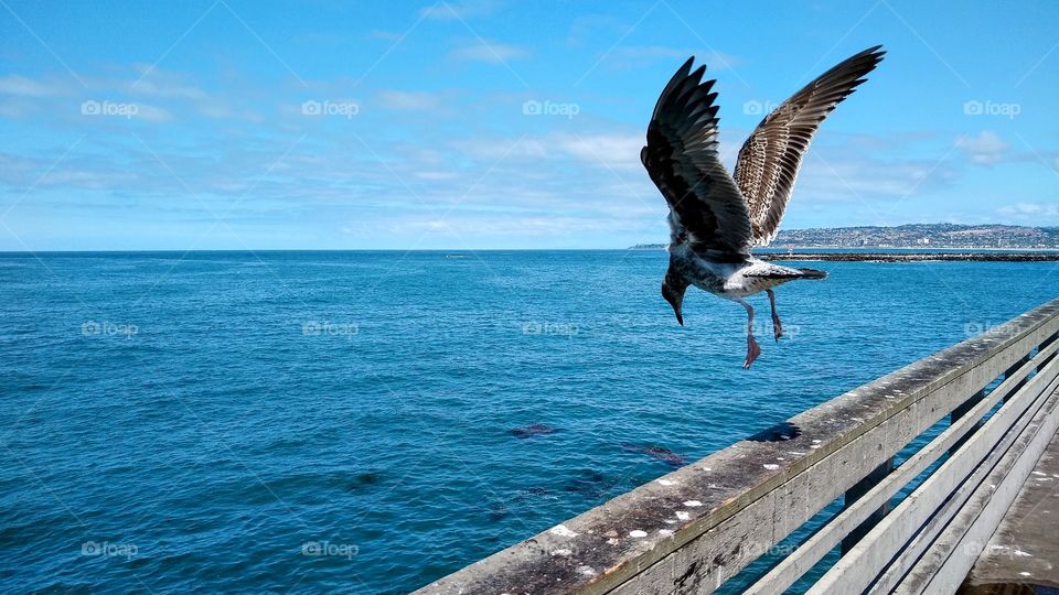 Immature California gull leaping into flight