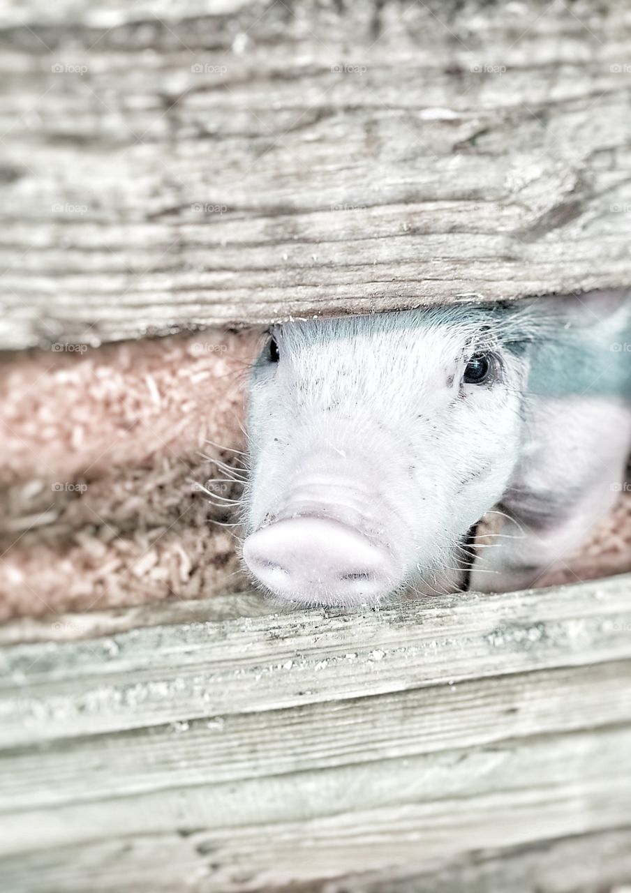 A penned in piglet at the Cumberland Fair. Cumberland, Maine. 2018