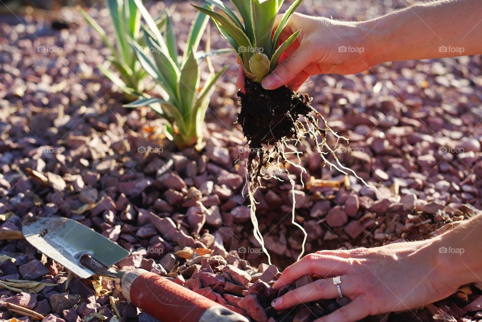 Planting Agave in the yard.