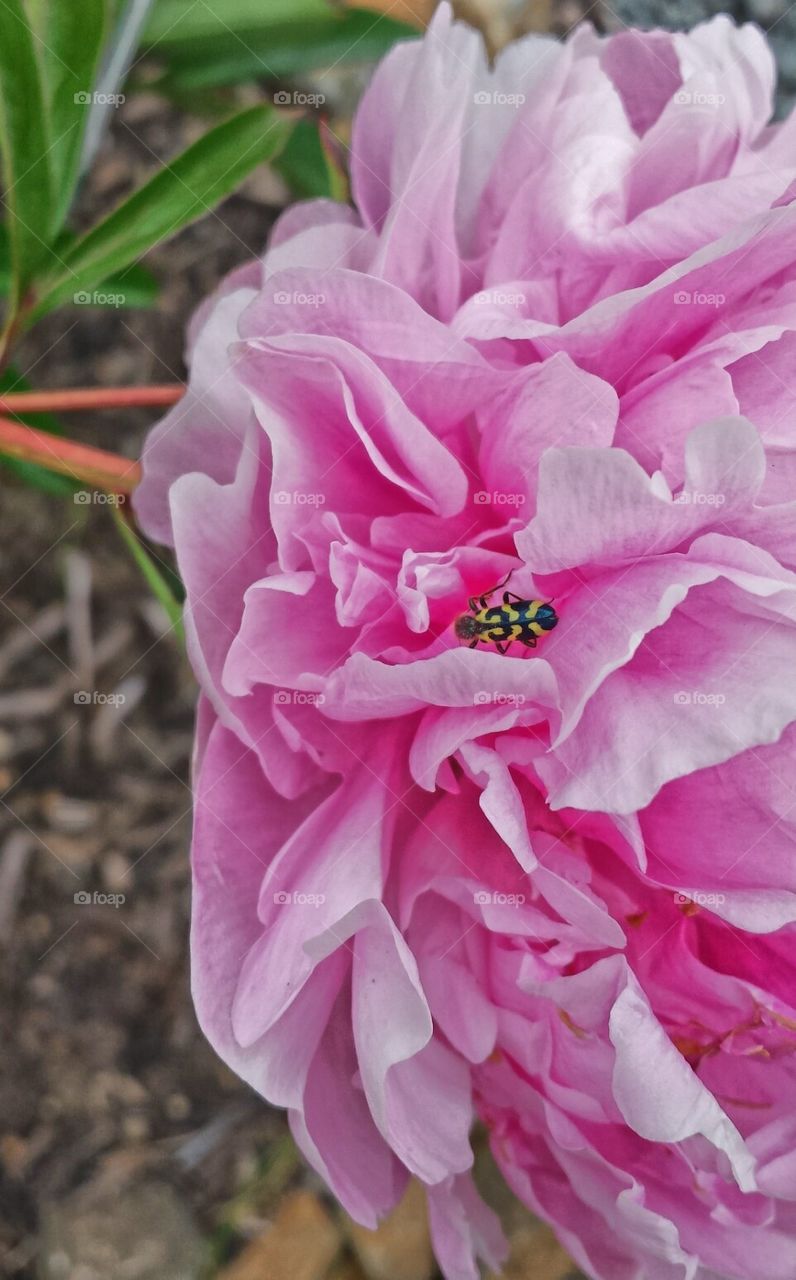 pink peony yellow bug