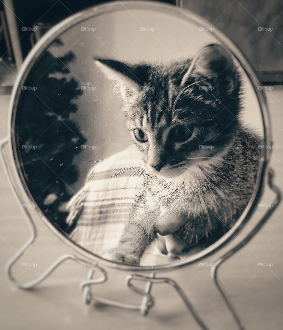 gatito al espejo.