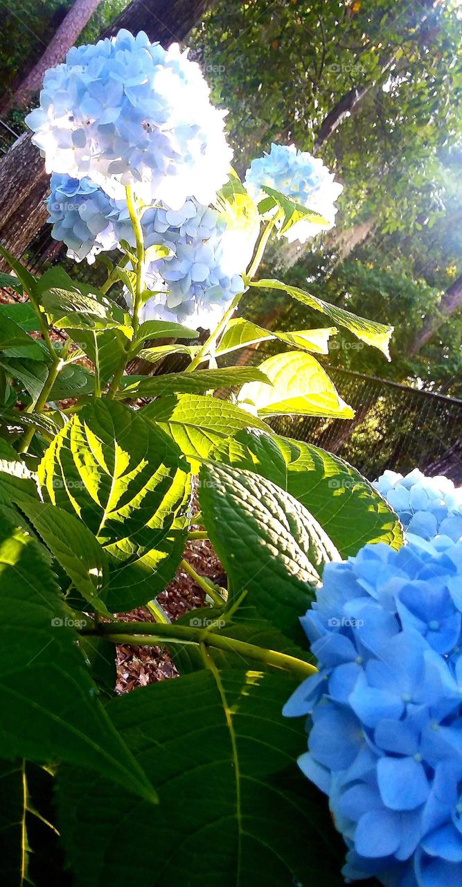 last summer Hydrangeas