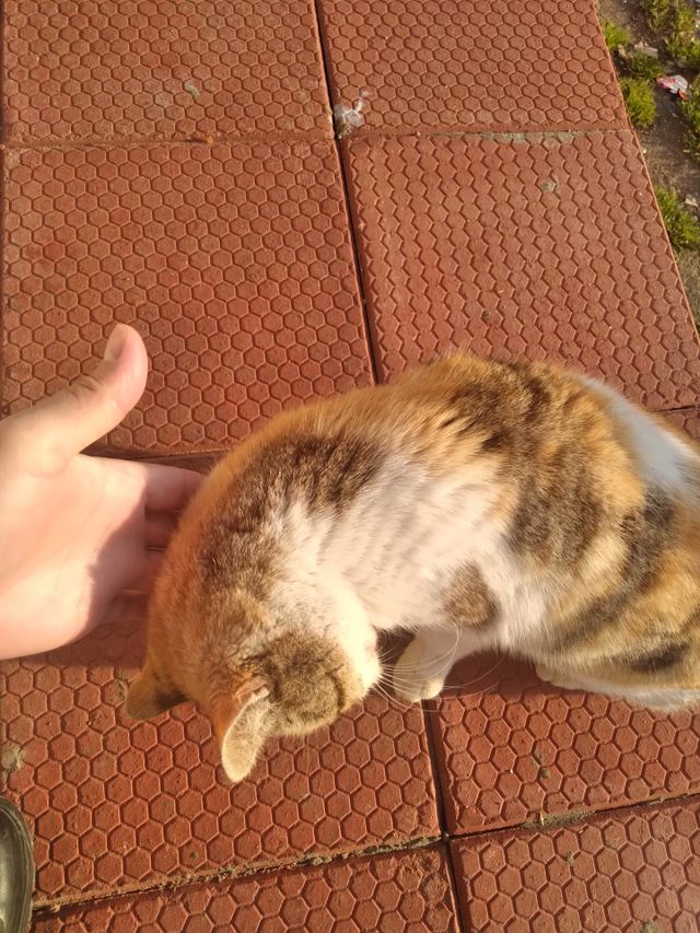 pleasant