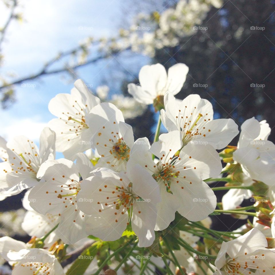 Spring cherry blossom white petals on tree