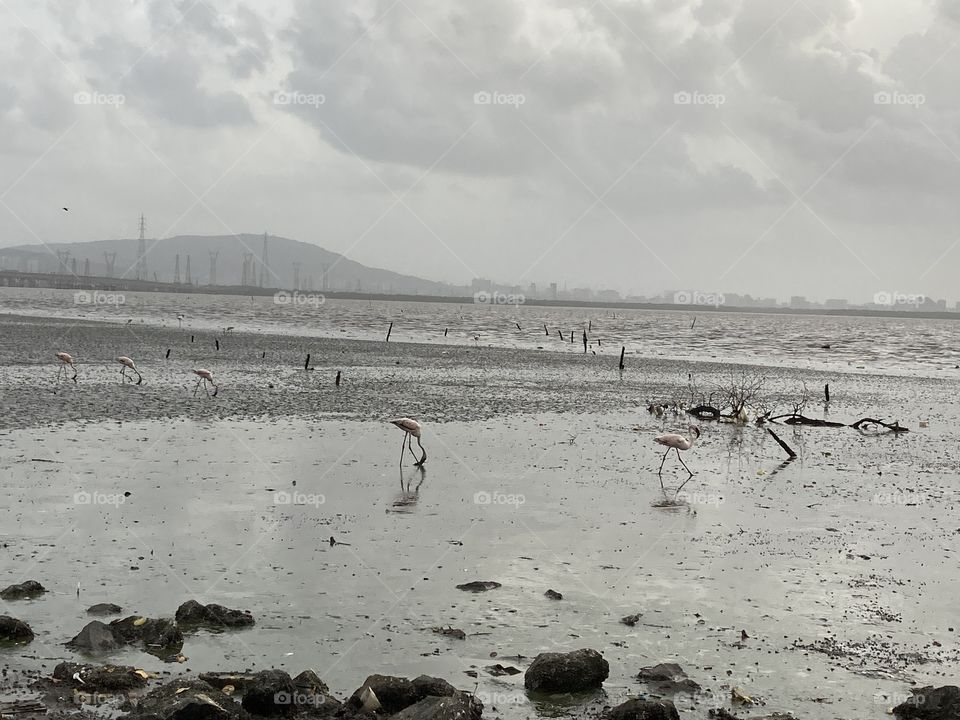 Siberian crane near ocean ❤️