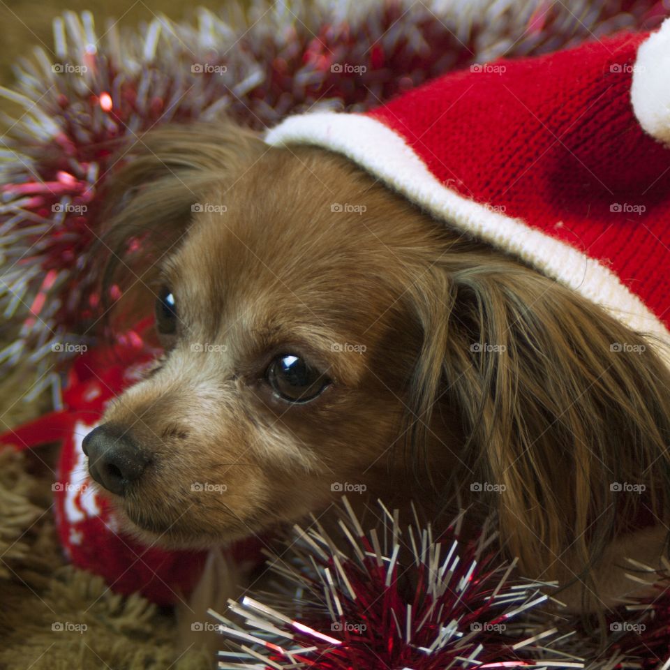 a dog dressed in a New Year's cap and a sweater