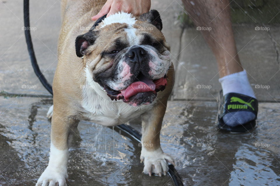 Roscoe loves getting a bath. Who's my good, clean boy?!