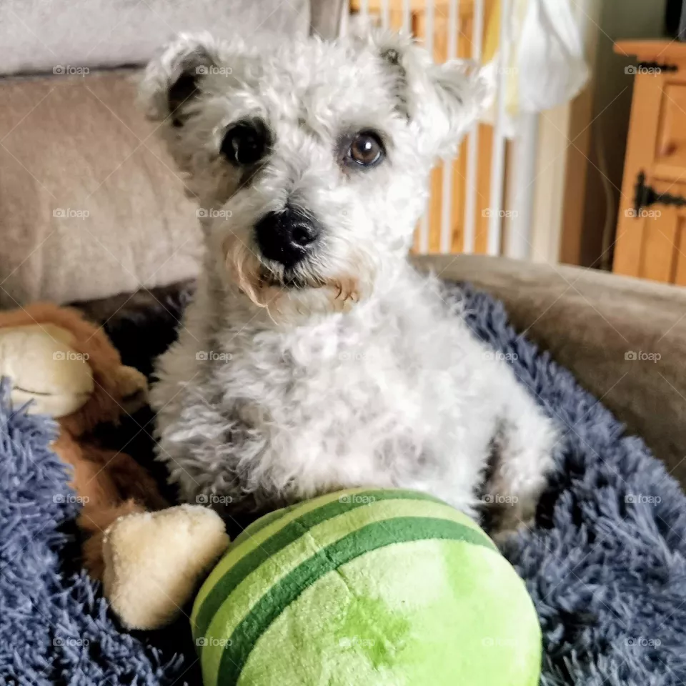 Our Mr P a Bichon Frise Cross with a Jack Russell, in his fluffy bed in a chair with a green striped ball in front and another fluffy monkey toy to his side. Looking so adorable