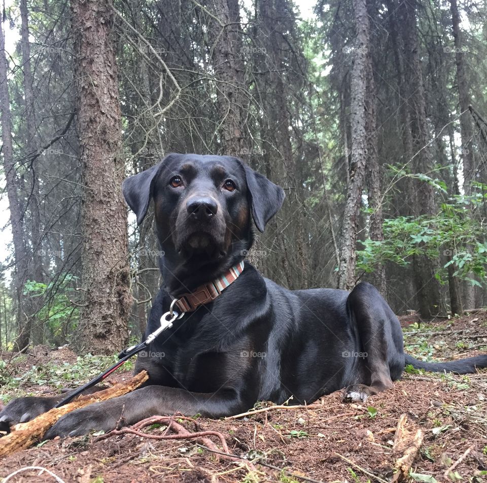 Zeus chilling in the woods 