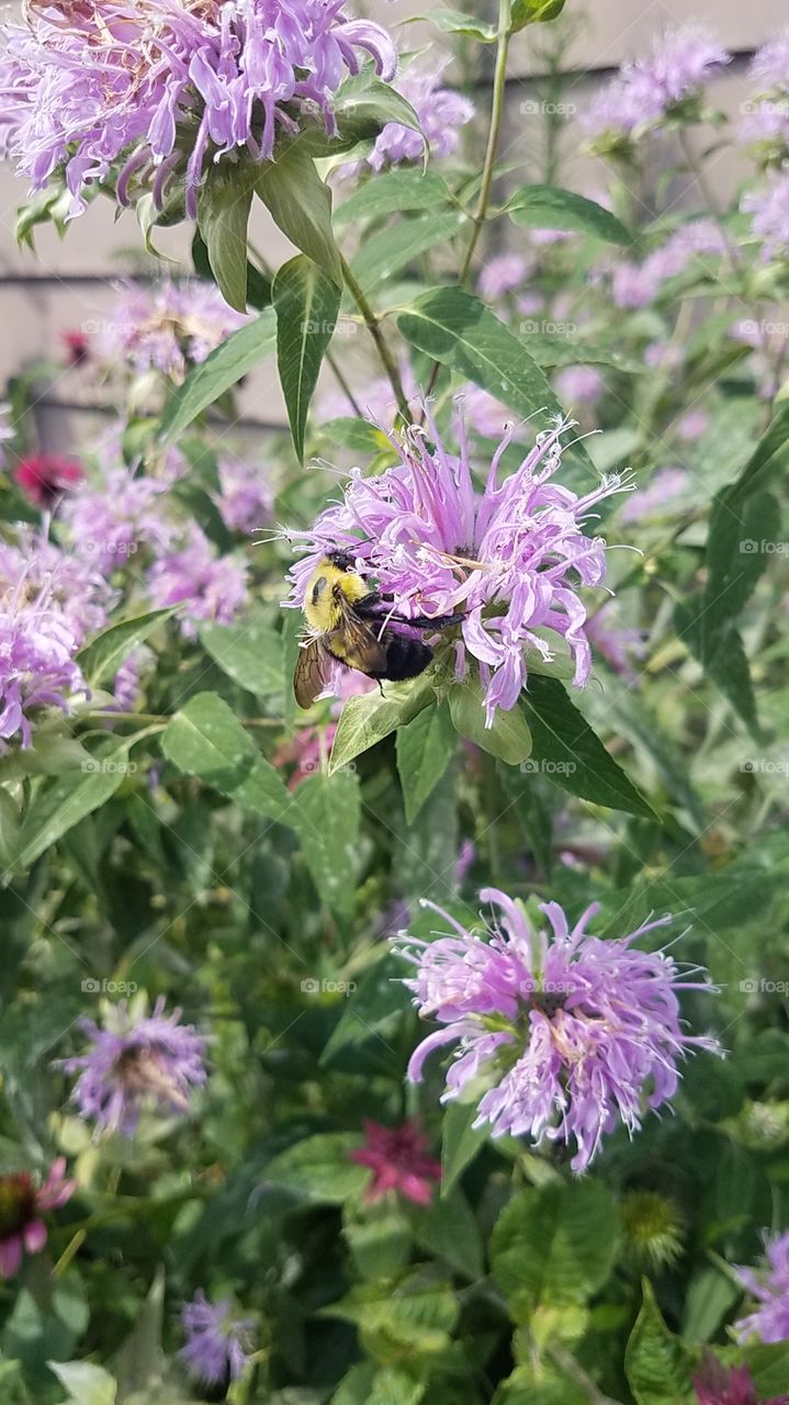 bee on bee balm