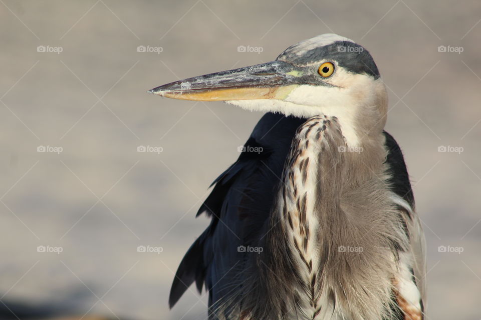 I was able to walk along side this crane and snap dozens of photos. What a wonderful experience. 