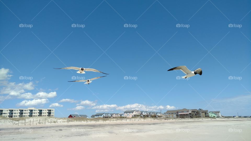 A flock of sea gulls flying on the coast