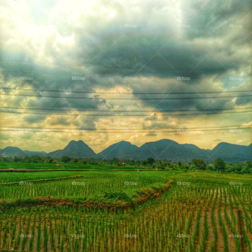 View of rice fields in the afternoon when it is cloudy