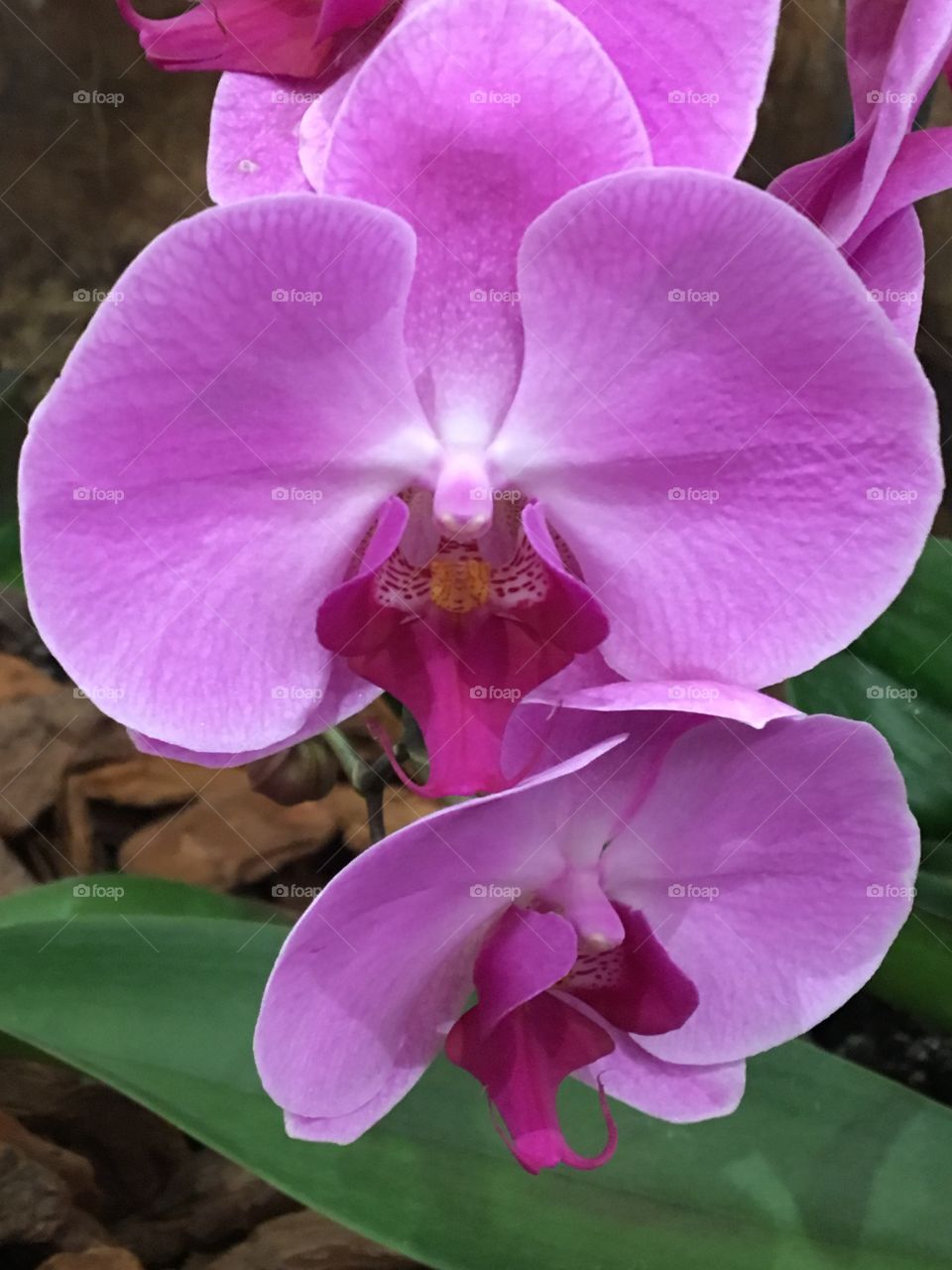 Orchid 
