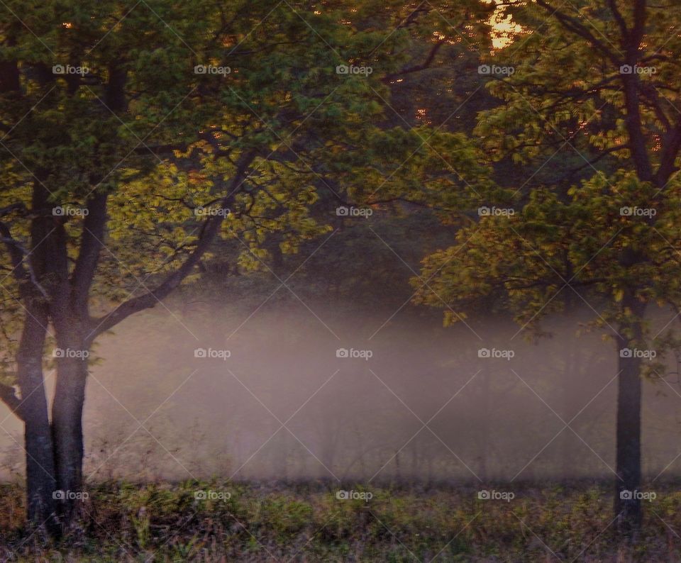 glowing mist rolls into forest