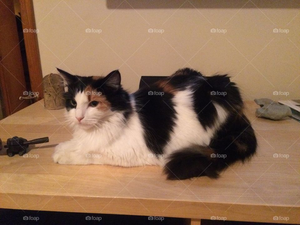 Calico cat resting on table